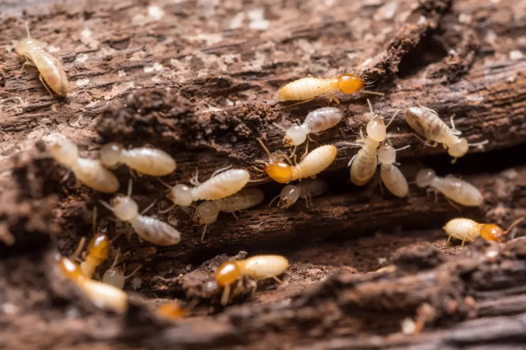 QCM Termite diagnostic immobilier